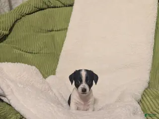 Mixed Breed dogs Poppie - Ad 36