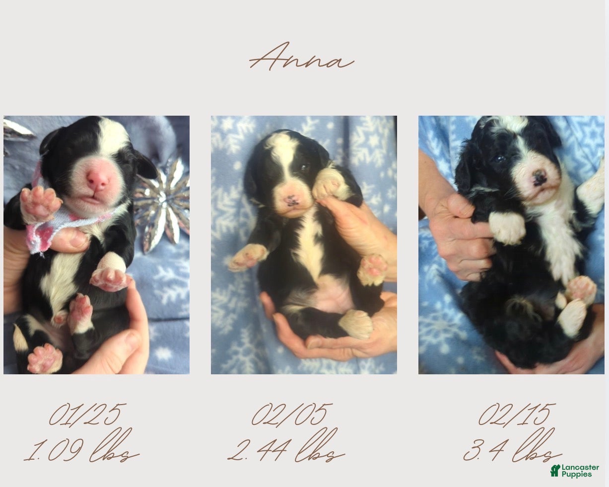 Bernedoodle dogs Anna - Ad 4