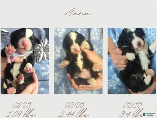 Bernedoodle dogs Anna - Ad 4