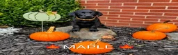 Labrador Retriever dogs for sale: MAPLE 🍁 - Ad 2