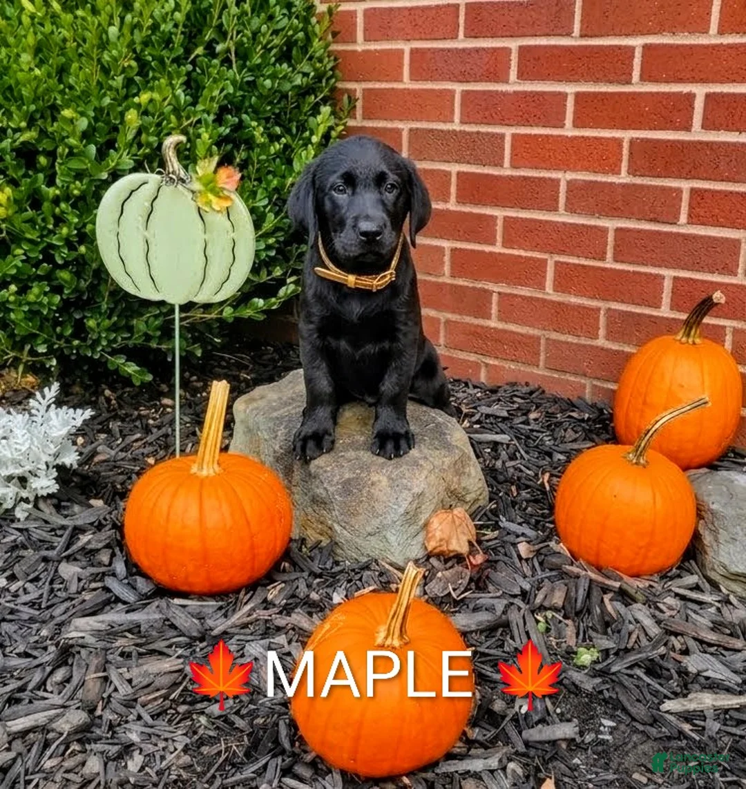 Labrador Retriever dogs for sale: MAPLE 🍁 - Ad 2