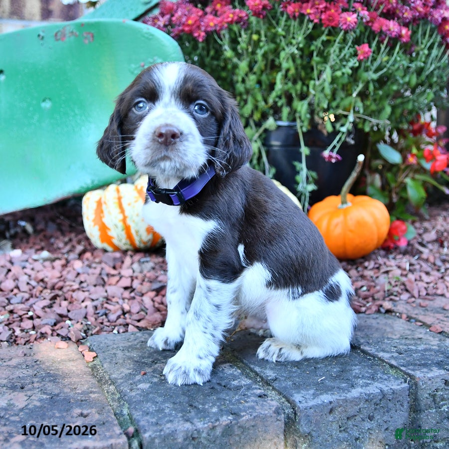 Marvin (English Springer Spaniel, Male) in New Philadelphia, OH