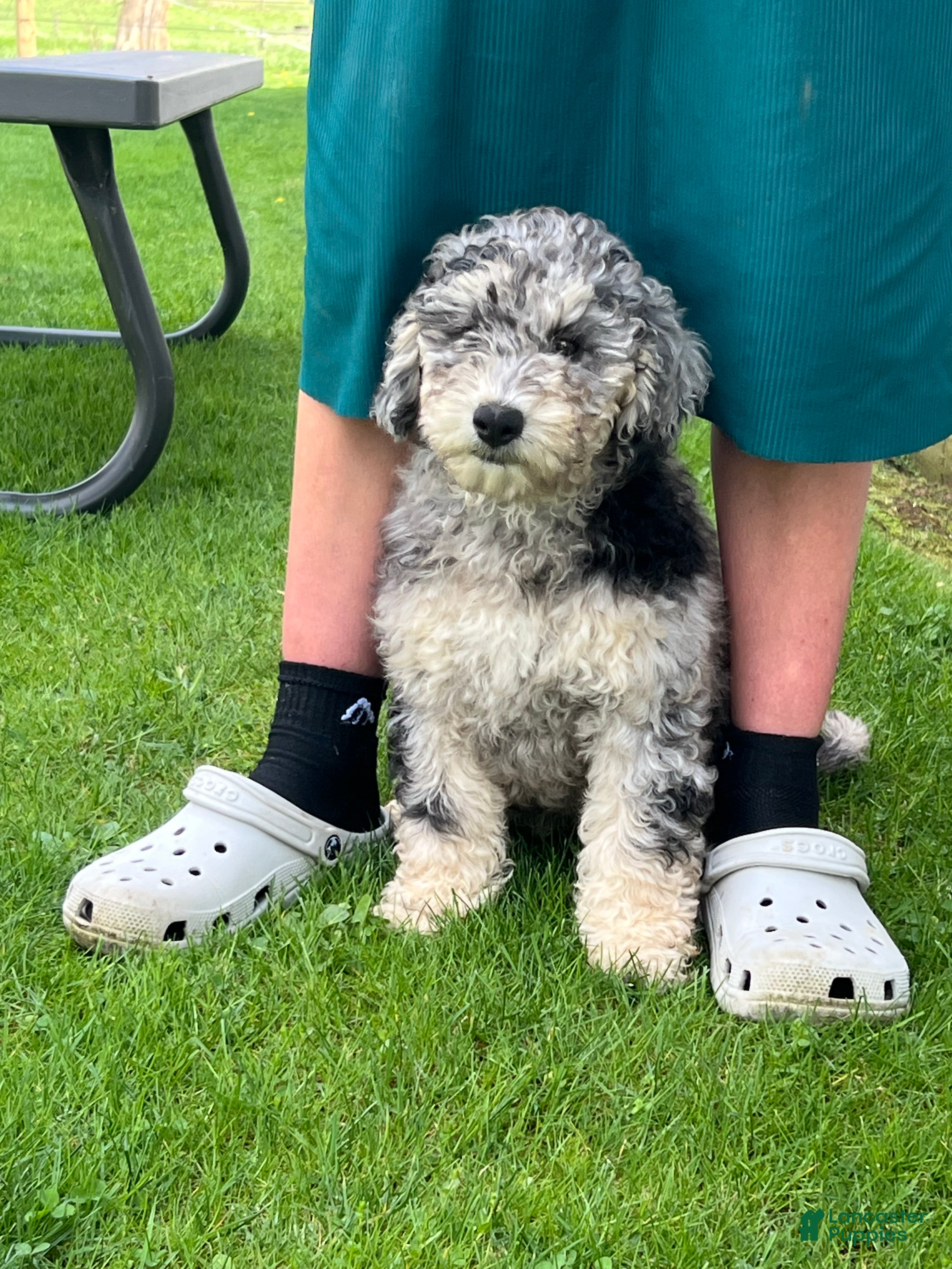 Mini Goldendoodle dogs Blossom Mini Goldendoodle Puppy  - Ad 1