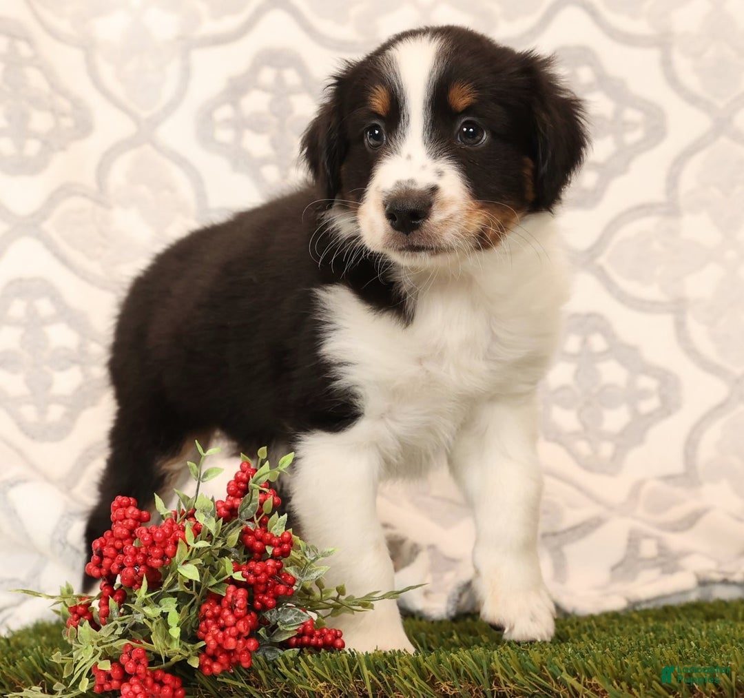 Miniature Australian Shepherd dogs for sale: Ryder - Ad 6