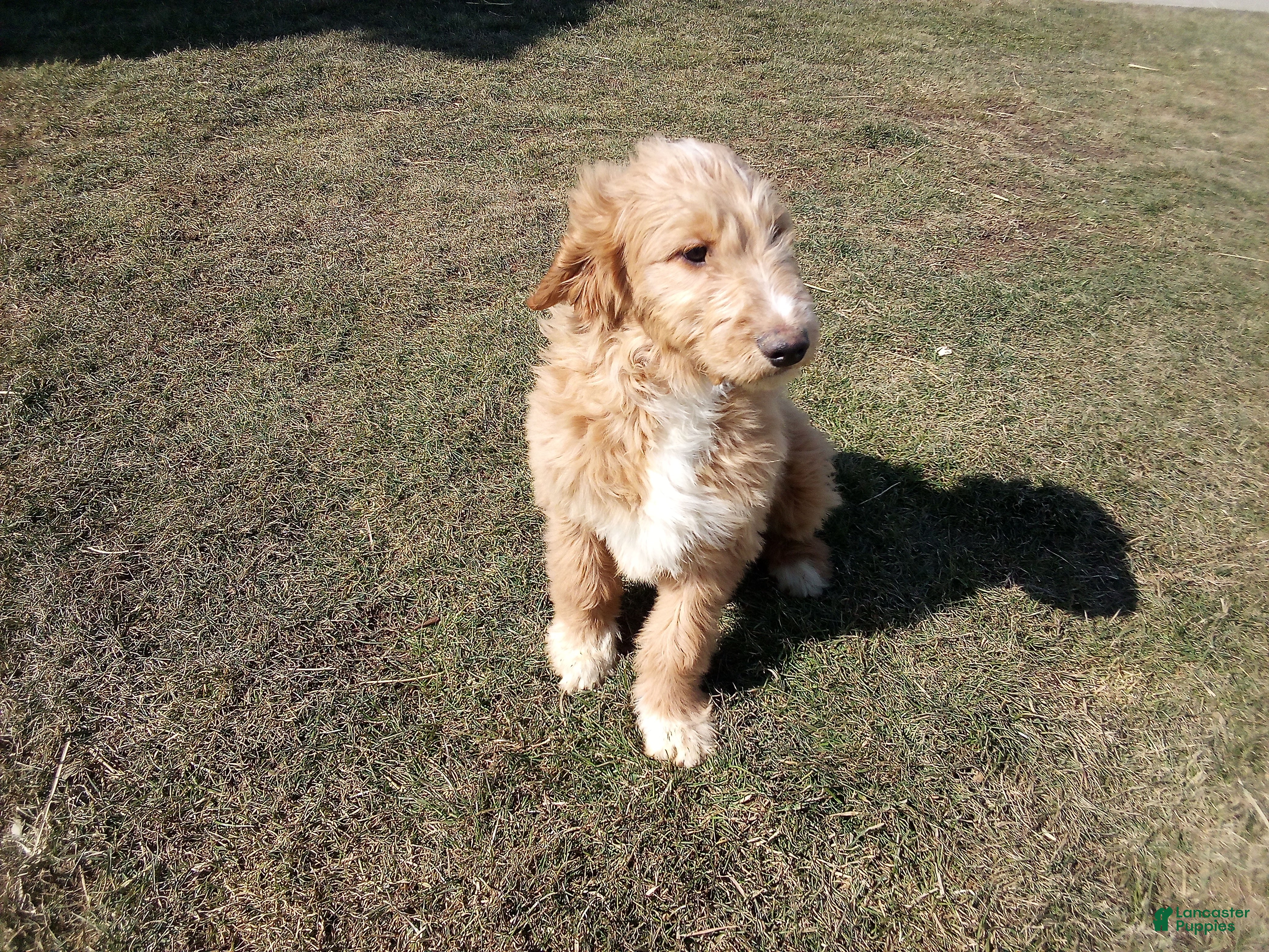 Mixed Breed dogs for sale: Alex  - Ad 1