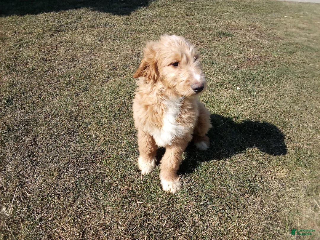 Mixed Breed dogs for sale: Alex  - Ad 1