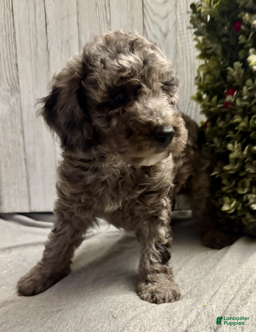 Mixed Breed dogs for sale: Jalon - Ad 4