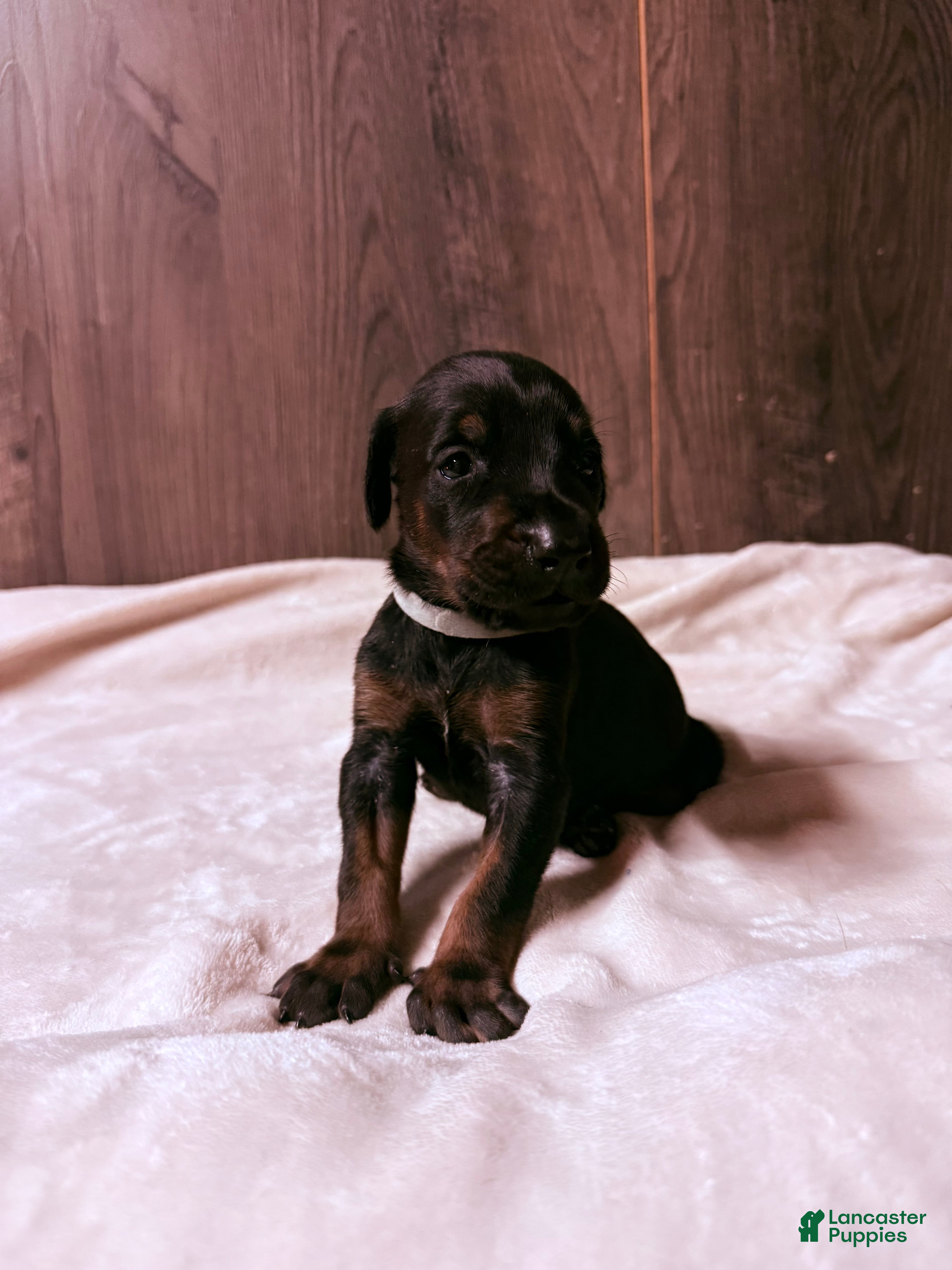 Doberman Pinscher dogs Ghost - Ad 2