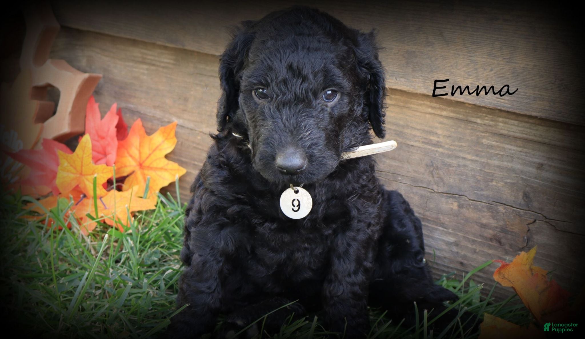 Goldendoodle dogs Emma - Ad 1
