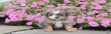 Arlo