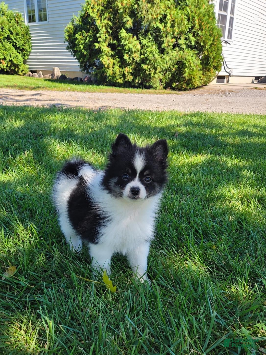 Pomsky dogs for sale: Rover - Ad 25