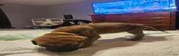 English Mastiff dogs for sale: English Mastiff 4 - Ad 6
