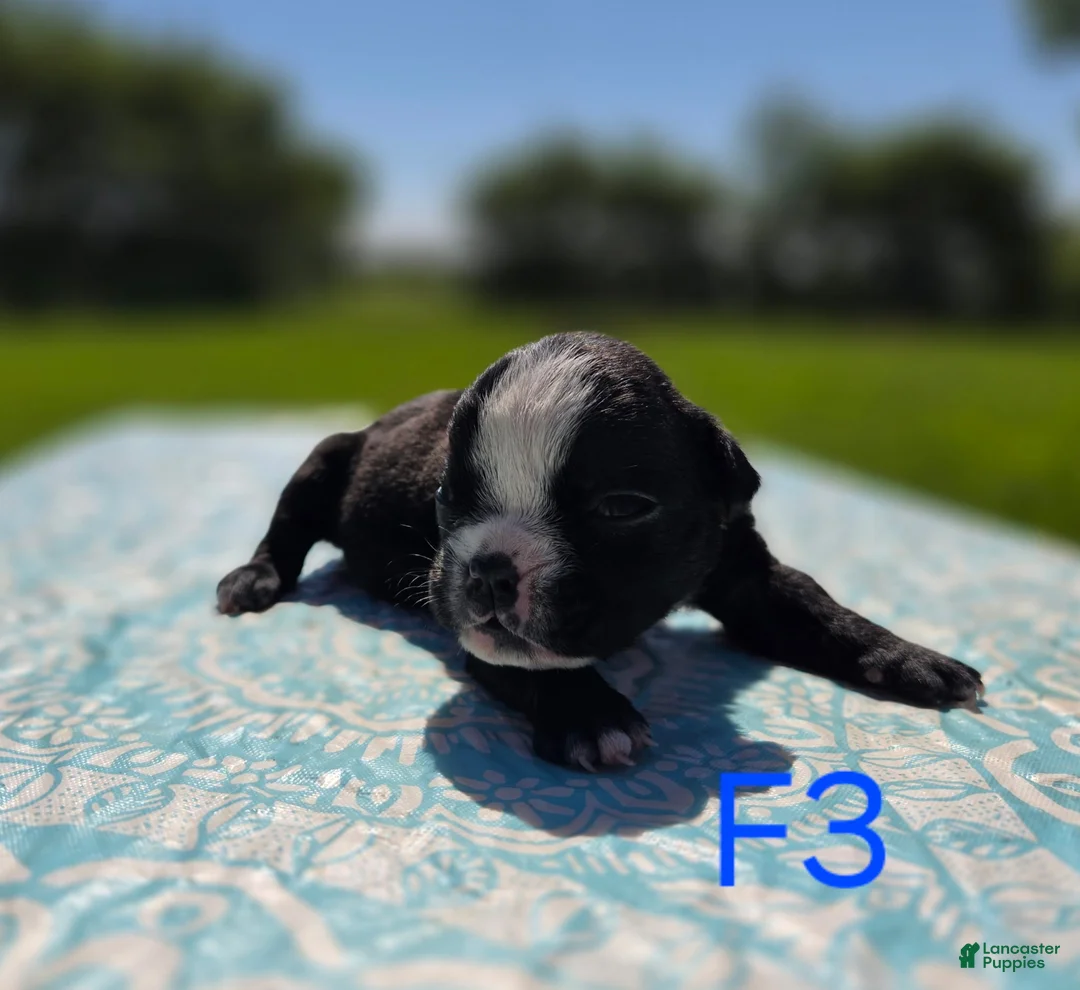 Olde English Bulldogge dogs for sale: Jessie - Ad 1