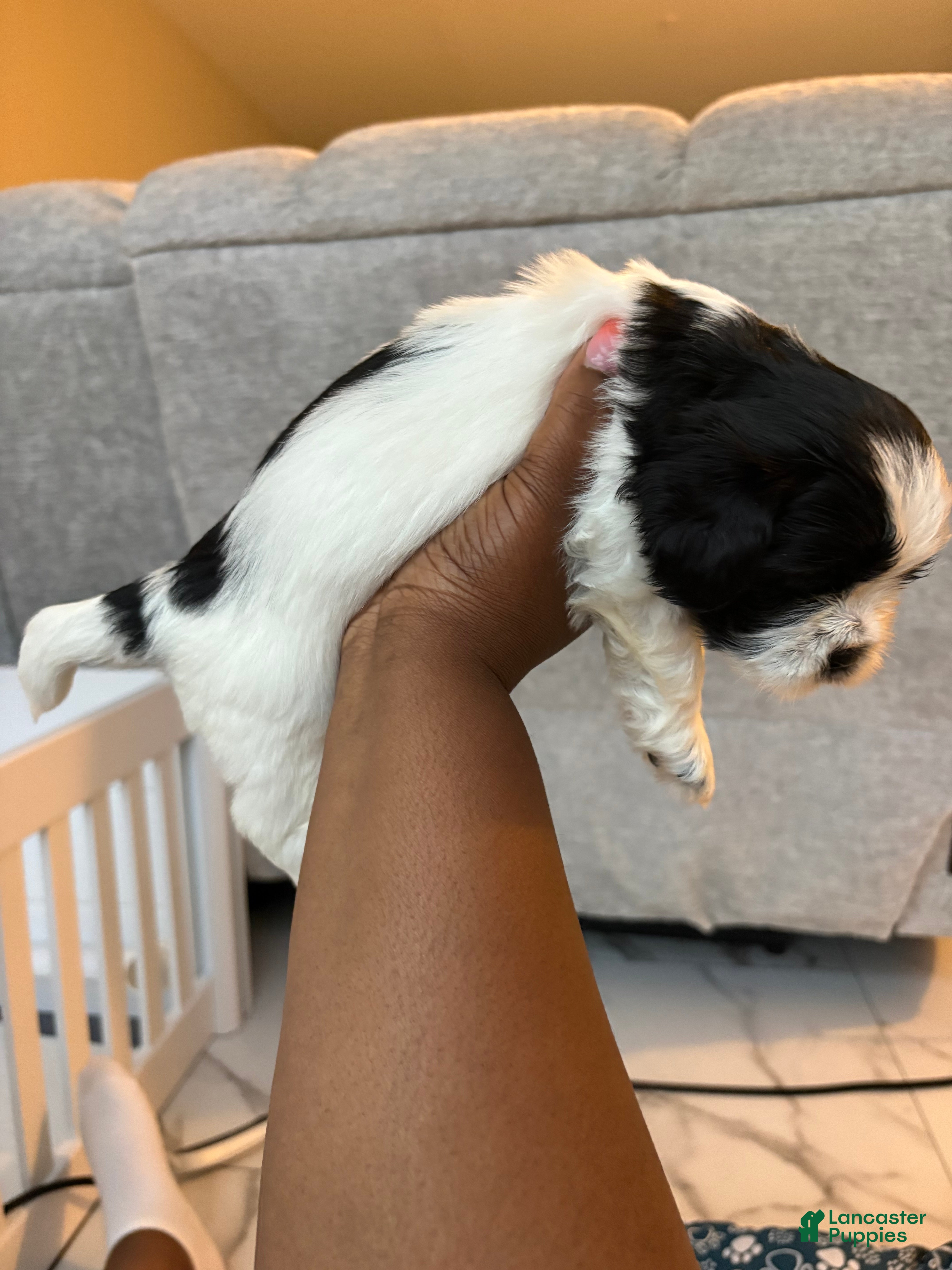 Shih Tzu dogs Shih Tzu Puppy 4 - Ad 2