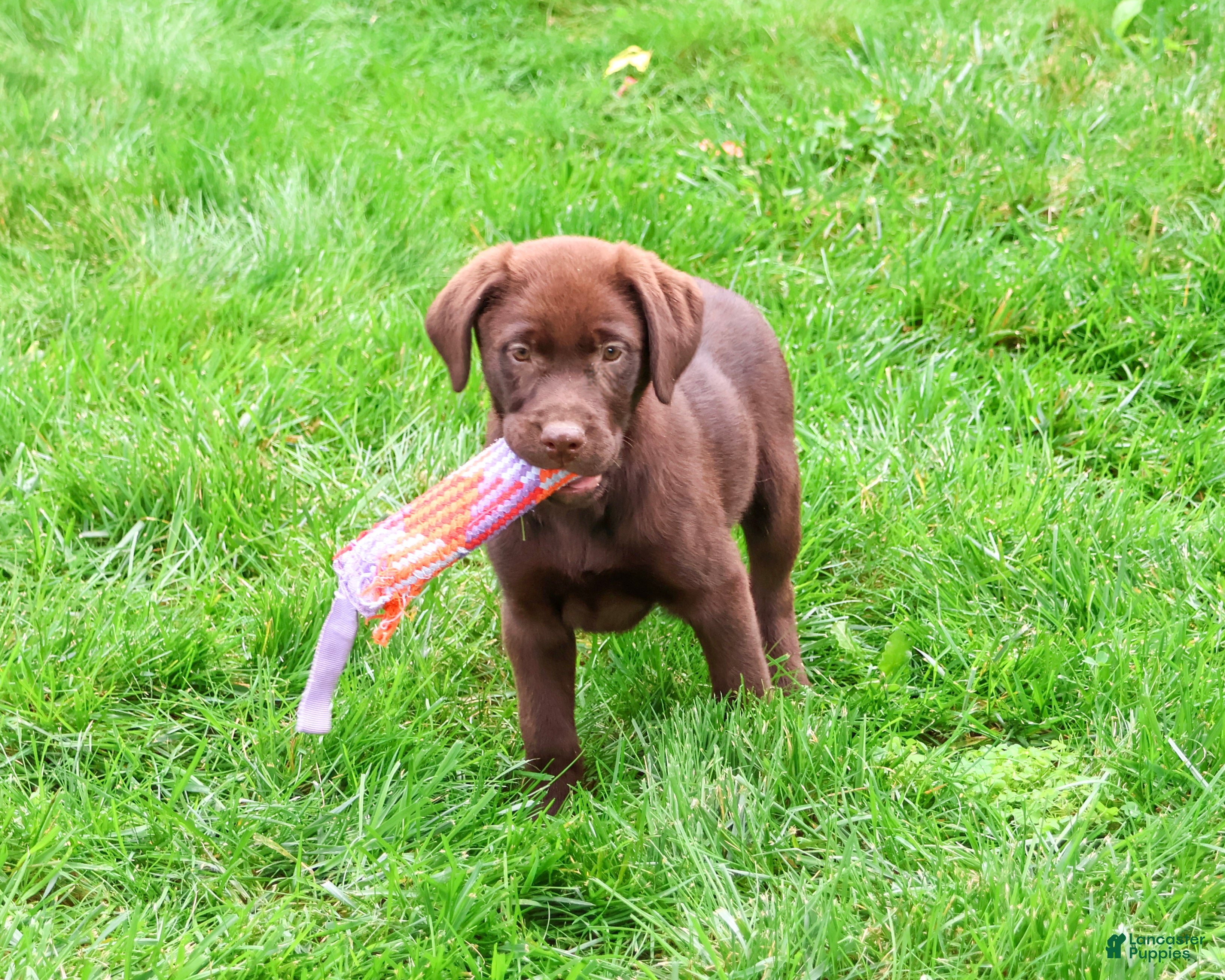 Labrador Retriever dogs Meredith - Ad 1