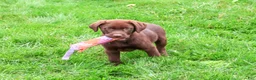 Labrador Retriever dogs for sale: Meredith - Ad 1