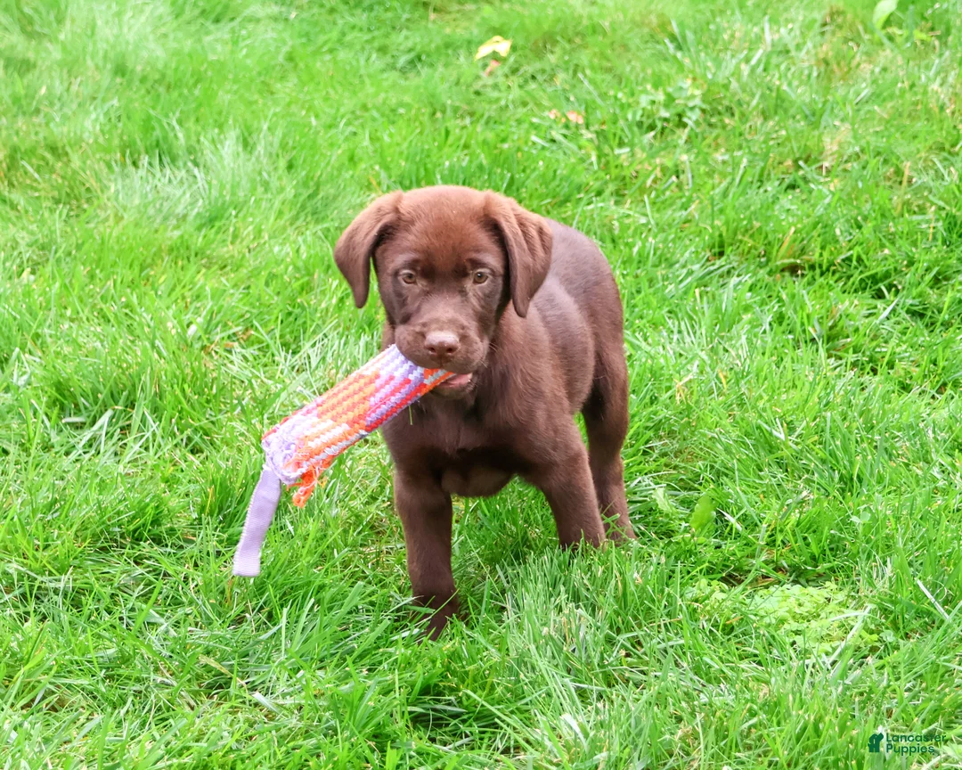 Labrador Retriever dogs for sale: Meredith - Ad 1