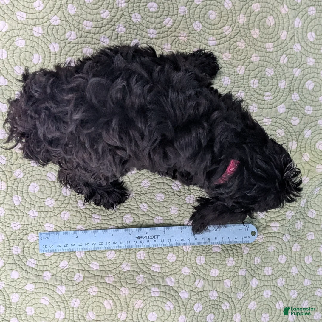 Mixed Breed dogs for sale: Flores (Flower) - Ad 11