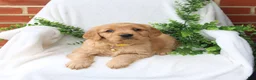 Miniature Golden Retriever dogs for sale: Jade - Ad 1