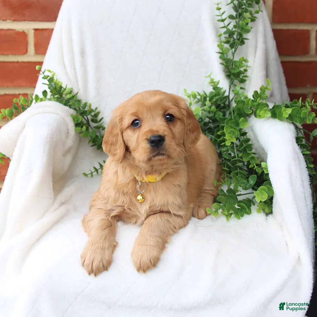 Miniature Golden Retriever dogs for sale: Jade - Ad 1