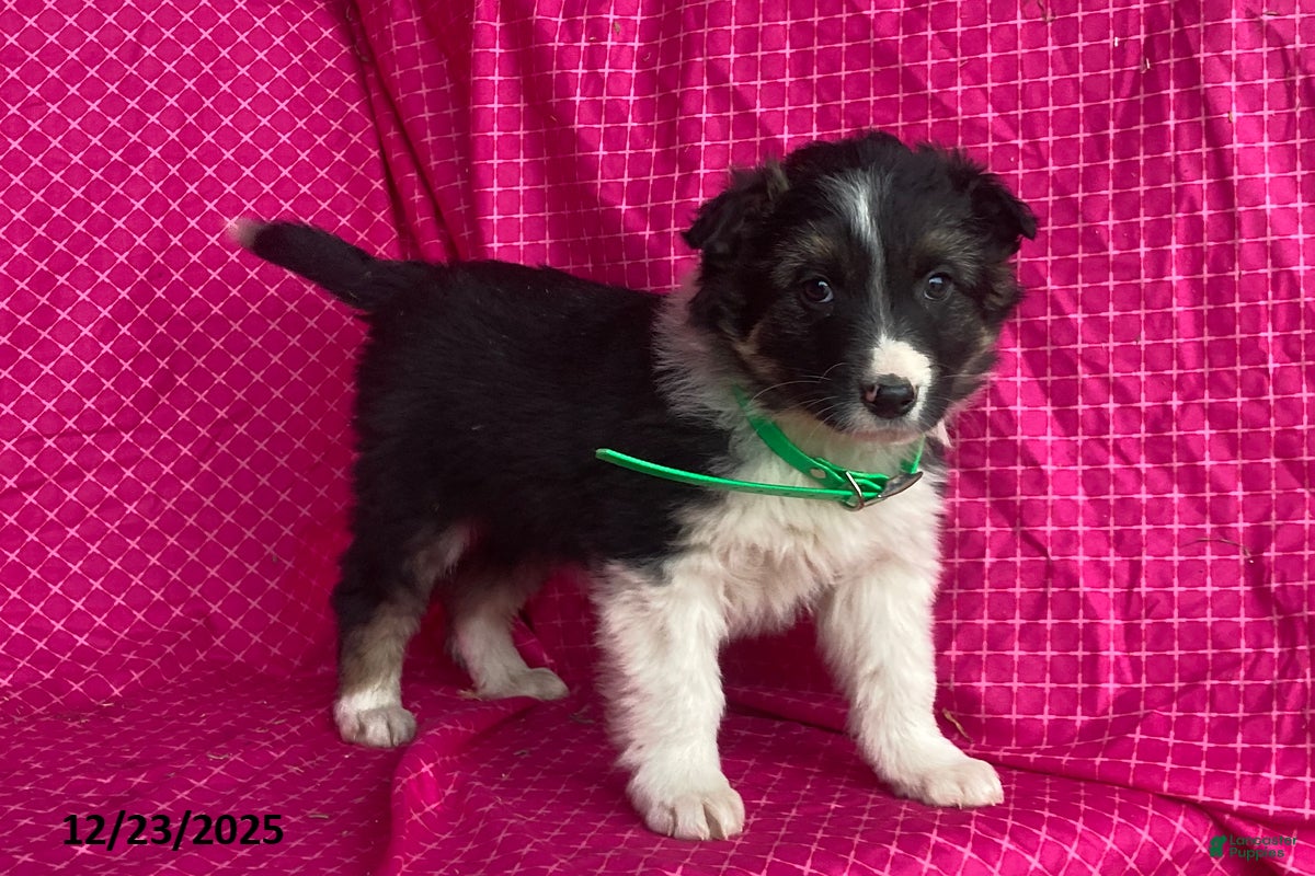 Mixed Breed dogs George - Ad 38