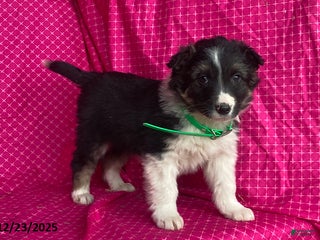 Mixed Breed dogs George - Ad 10