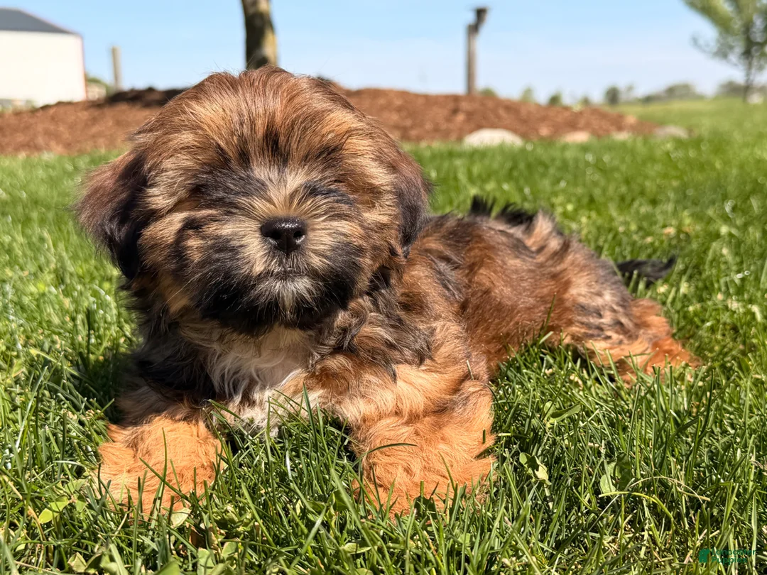 Shorkie dogs for sale: Pablo  - Ad 6