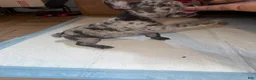 French Bulldog dogs for sale: French Bulldog 2 - Ad 13