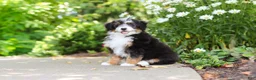 Mini Bernedoodle dogs for sale: LuLu - Ad 3