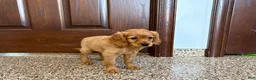 Mixed Breed dogs for sale: Cavapoo/Cockapoo female 1 - Ad 6