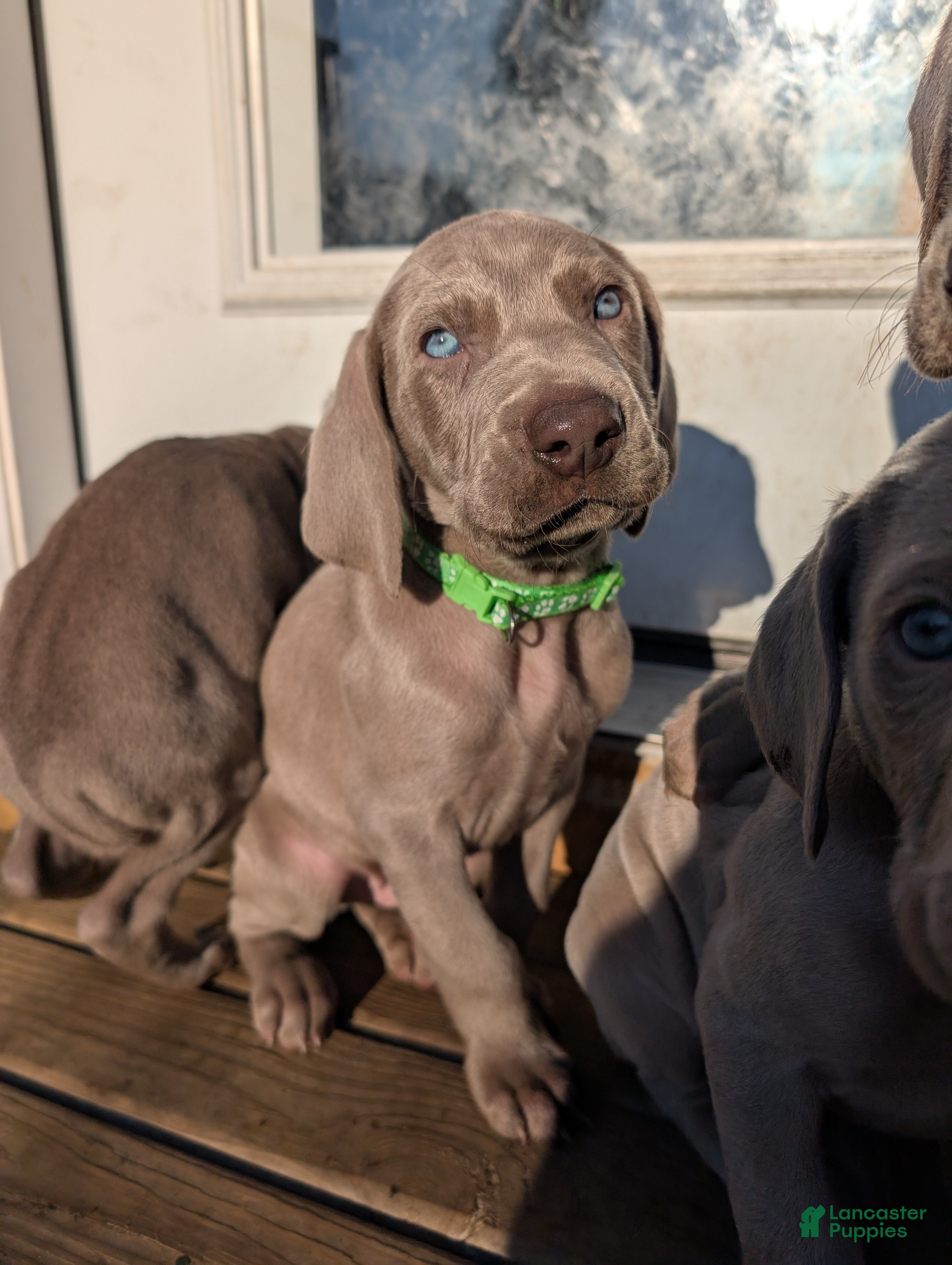 Weimaraner dogs Valiant - Ad 5