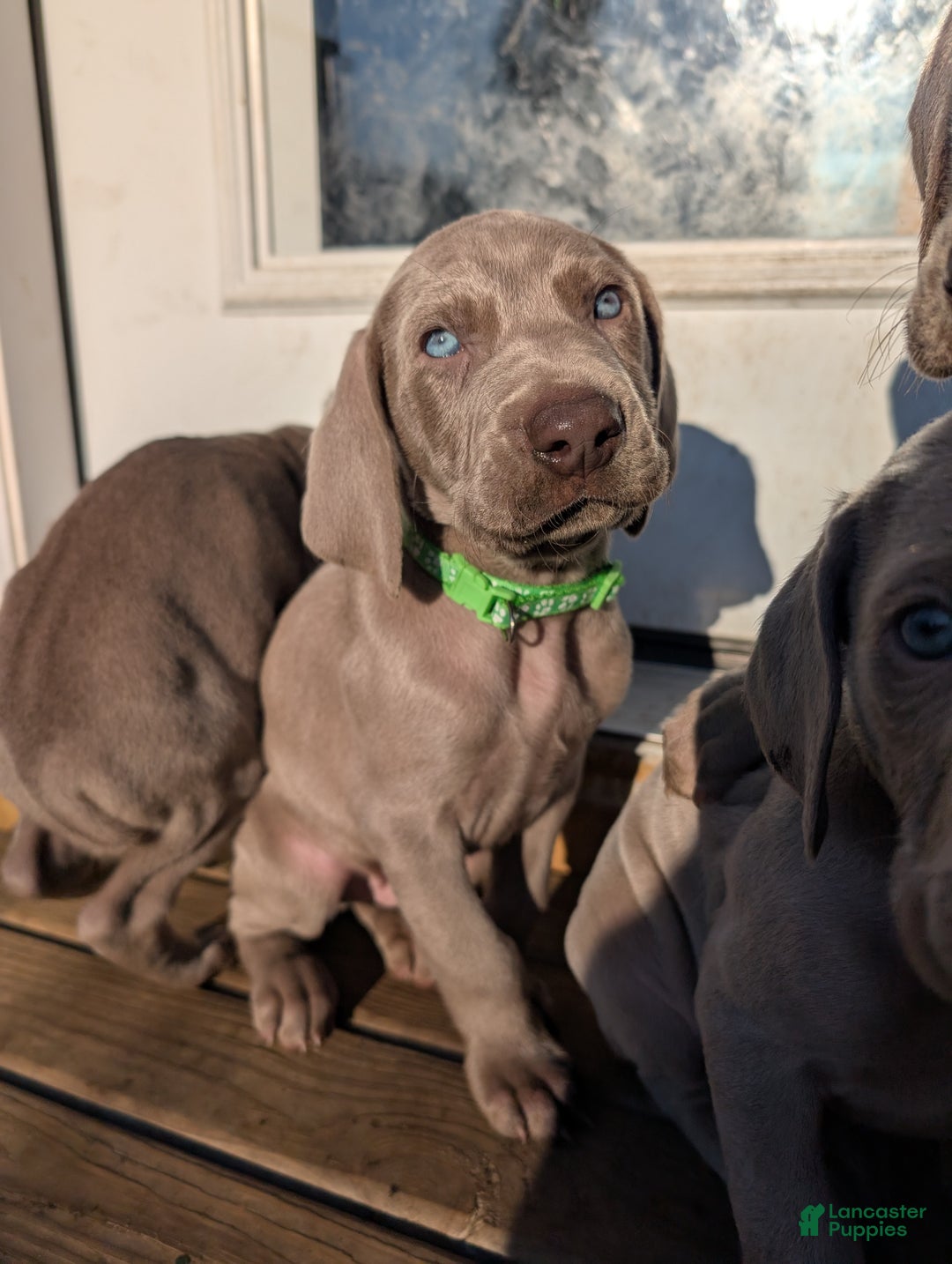 Weimaraner dogs for sale: Valiant - Ad 1