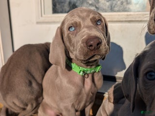 Weimaraner dogs Valiant - Ad 5