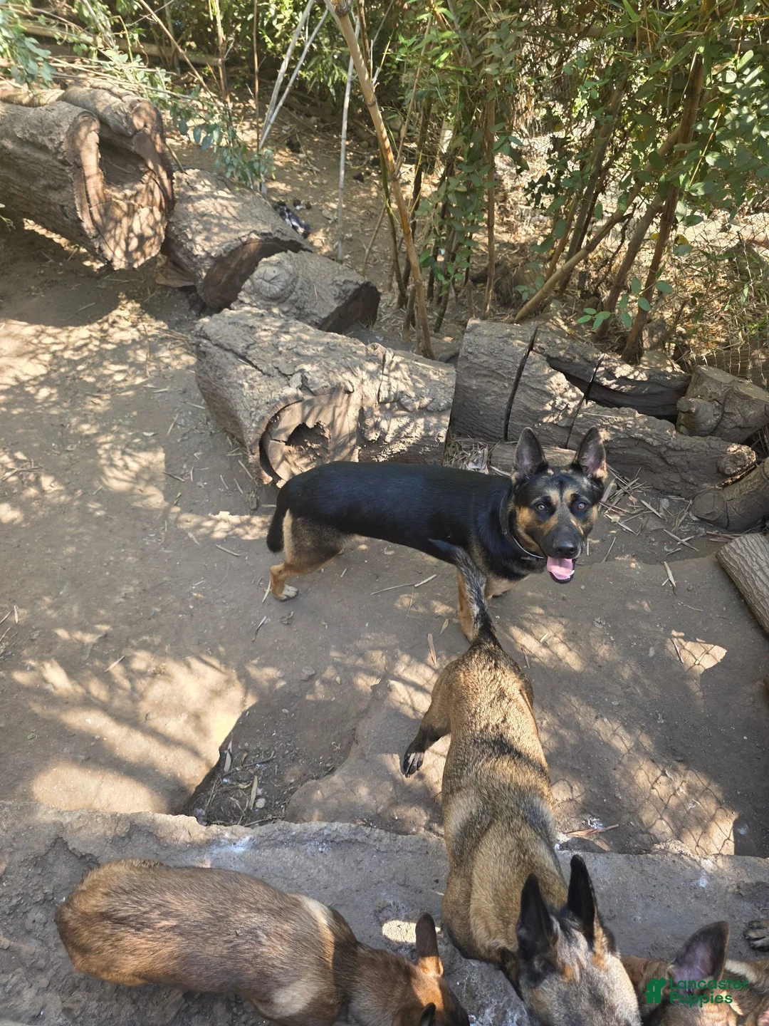 Mixed Breed dogs for sale: Mixed Breed 2 - Ad 2
