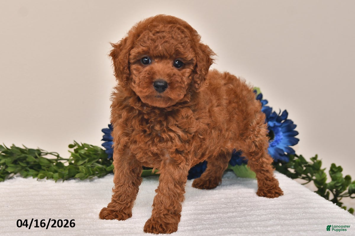 Miniature Poodle dogs Mickey - Ad 2