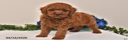 Miniature Poodle dogs for sale: Mickey - Ad 2