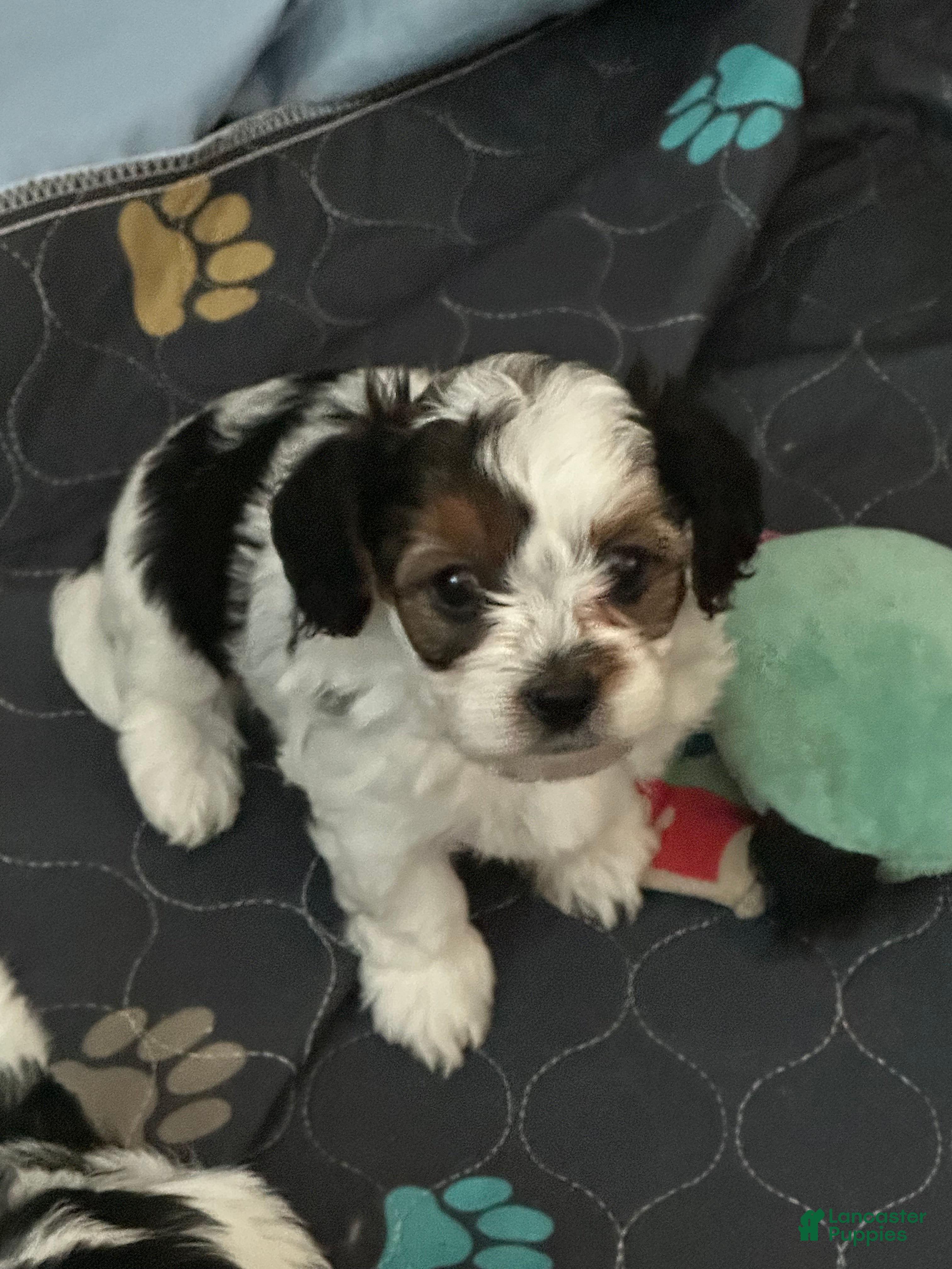 Yorkiepoo dogs Yorkiepoo Puppy 1 - Ad 25