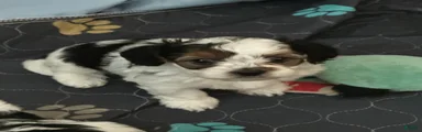 Yorkiepoo Puppy 1