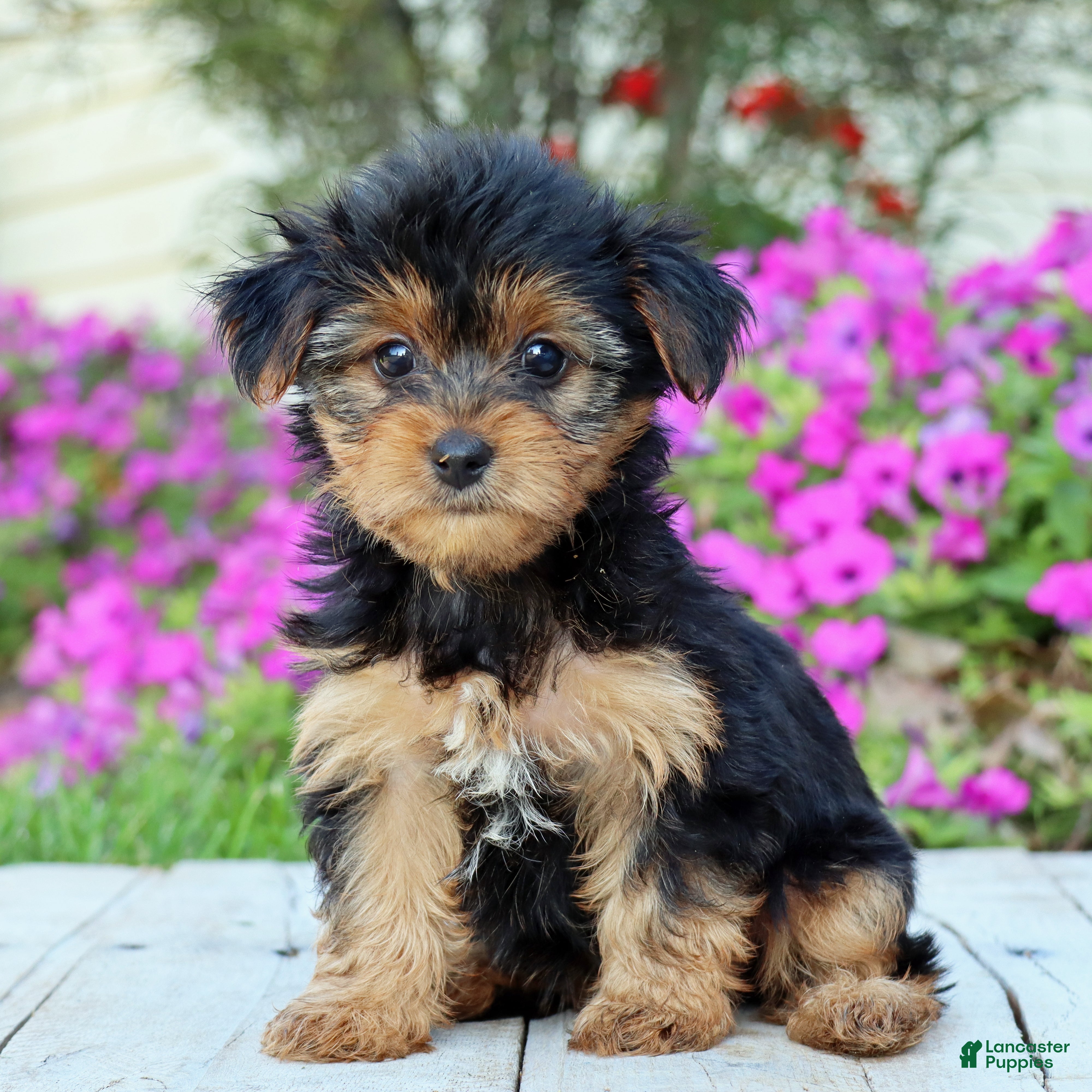Yorkshire Terrier dogs Lulu - Ad 2