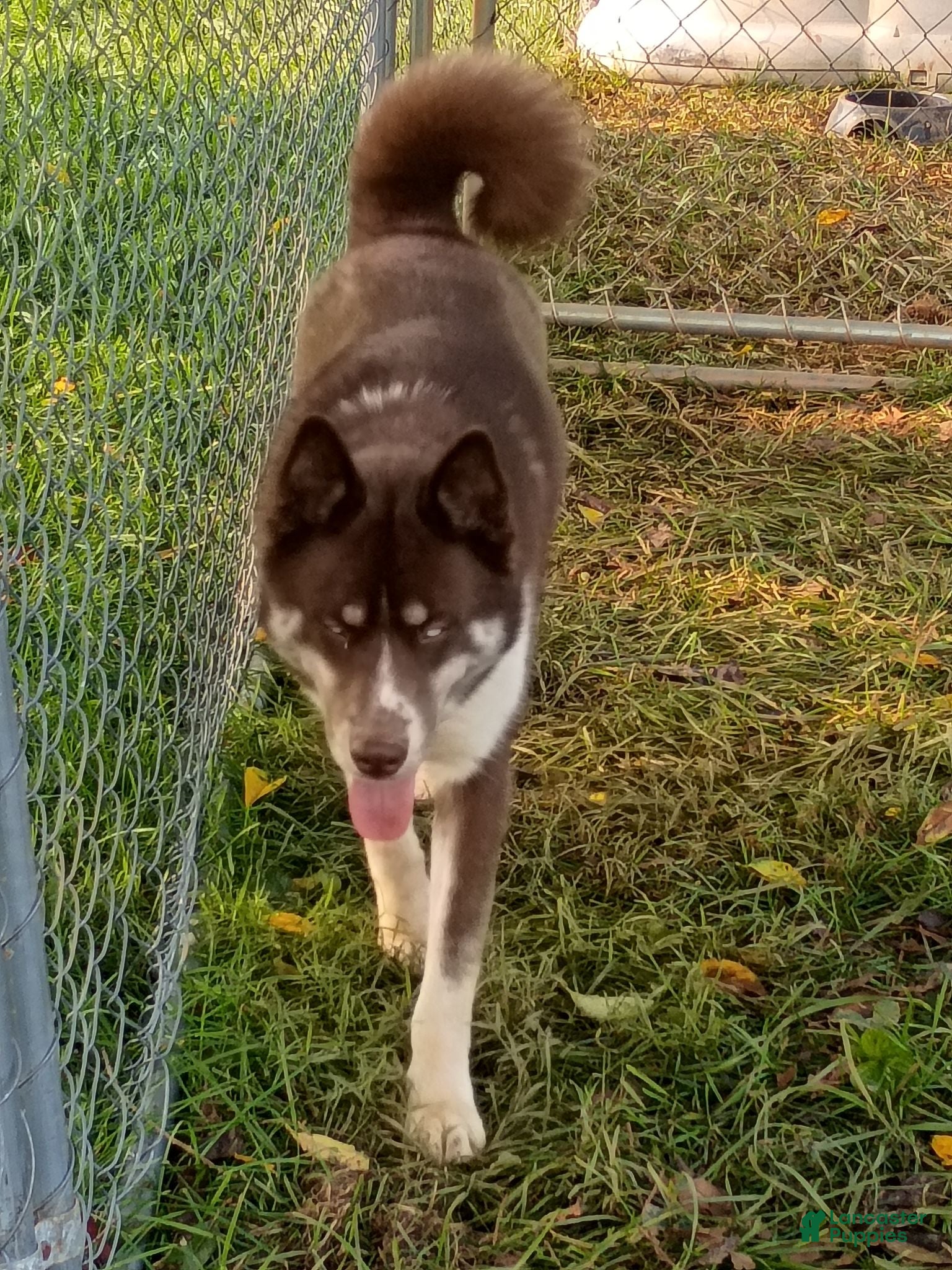 Siberian Husky dogs Brown 9 month old - Ad 2