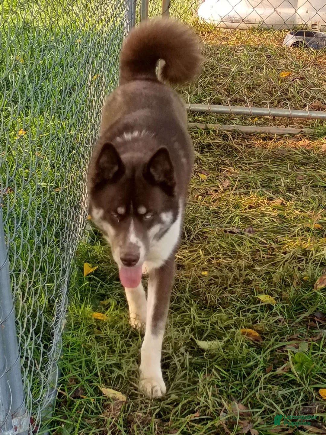 Siberian Husky dogs for sale: Brown 9 month old - Ad 2