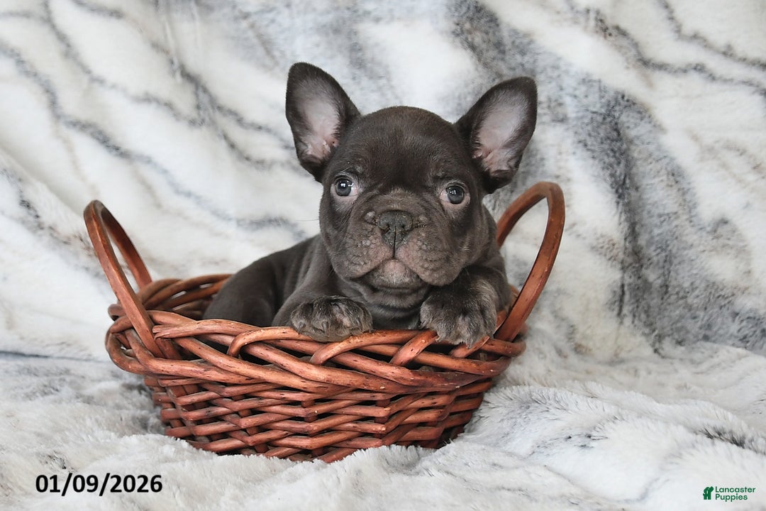 Mixed Breed dogs for sale: Nixon - Ad 2