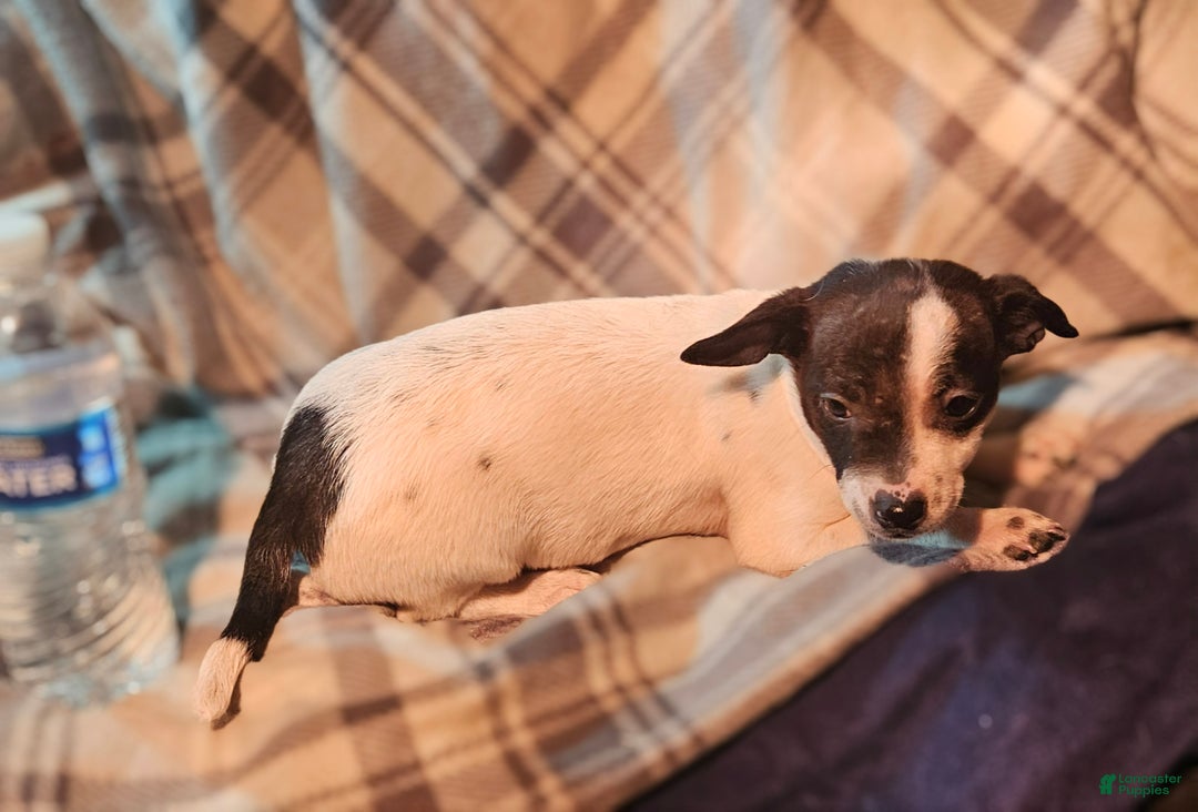 Chihuahua dogs for sale: Freddie - Ad 3
