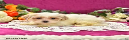 Shihpoo dogs for sale: Jetta - Ad 4