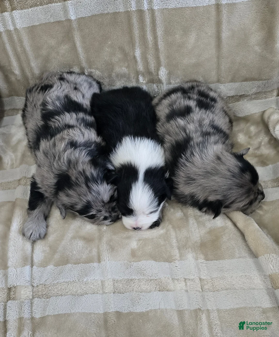 Pomapoo dogs for sale: Pomapoo Puppy 3 - Ad 8