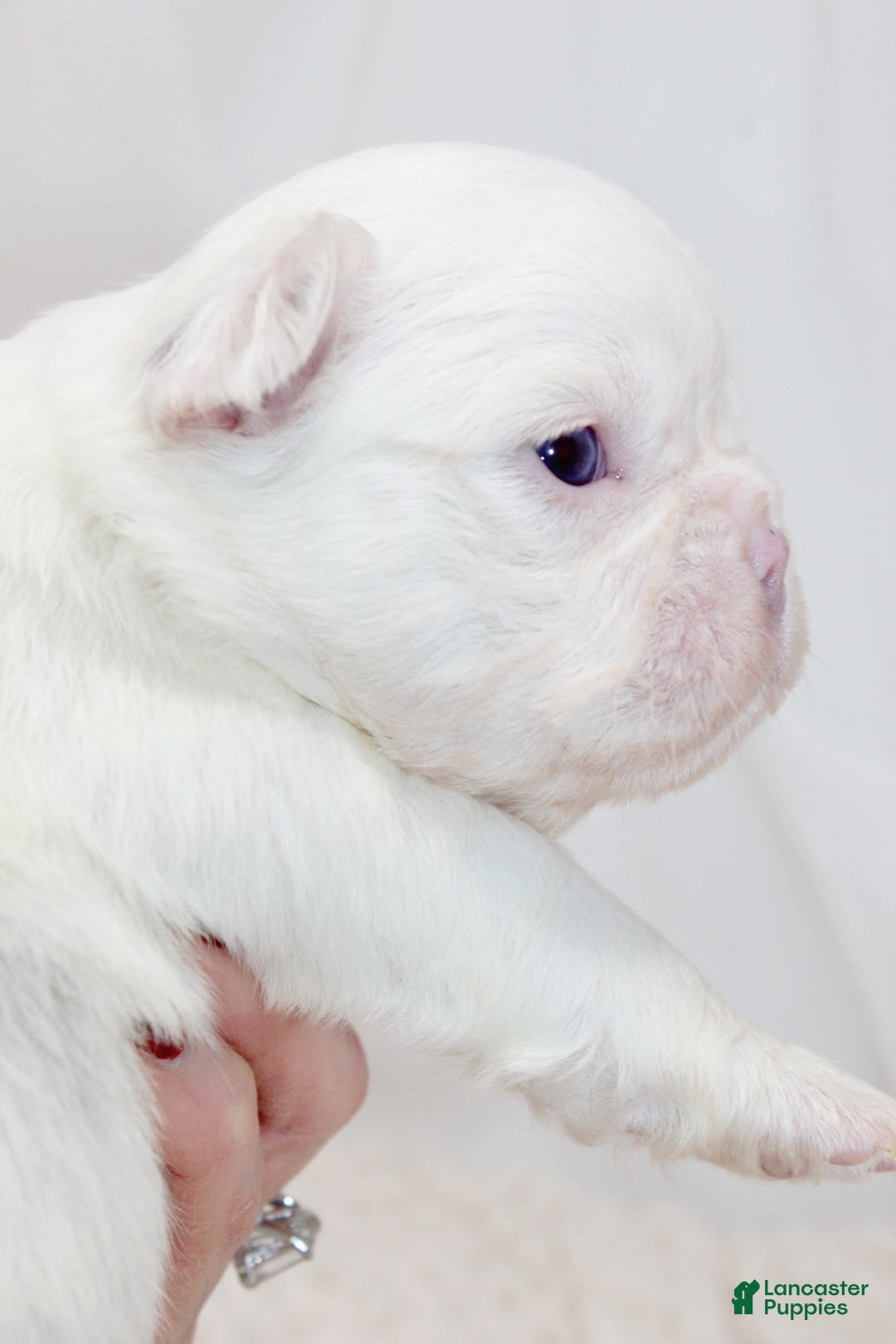French Bulldog dogs for sale: Kamilla-Full Fluffy Choc & Tan Koi w Testable - Ad 8