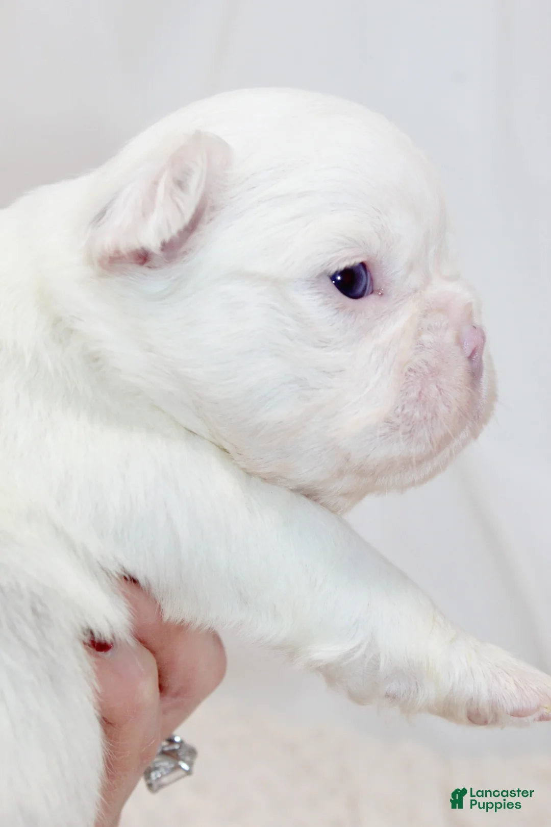 French Bulldog dogs for sale: Kamilla-Full Fluffy Choc & Tan Koi w Testable - Ad 13