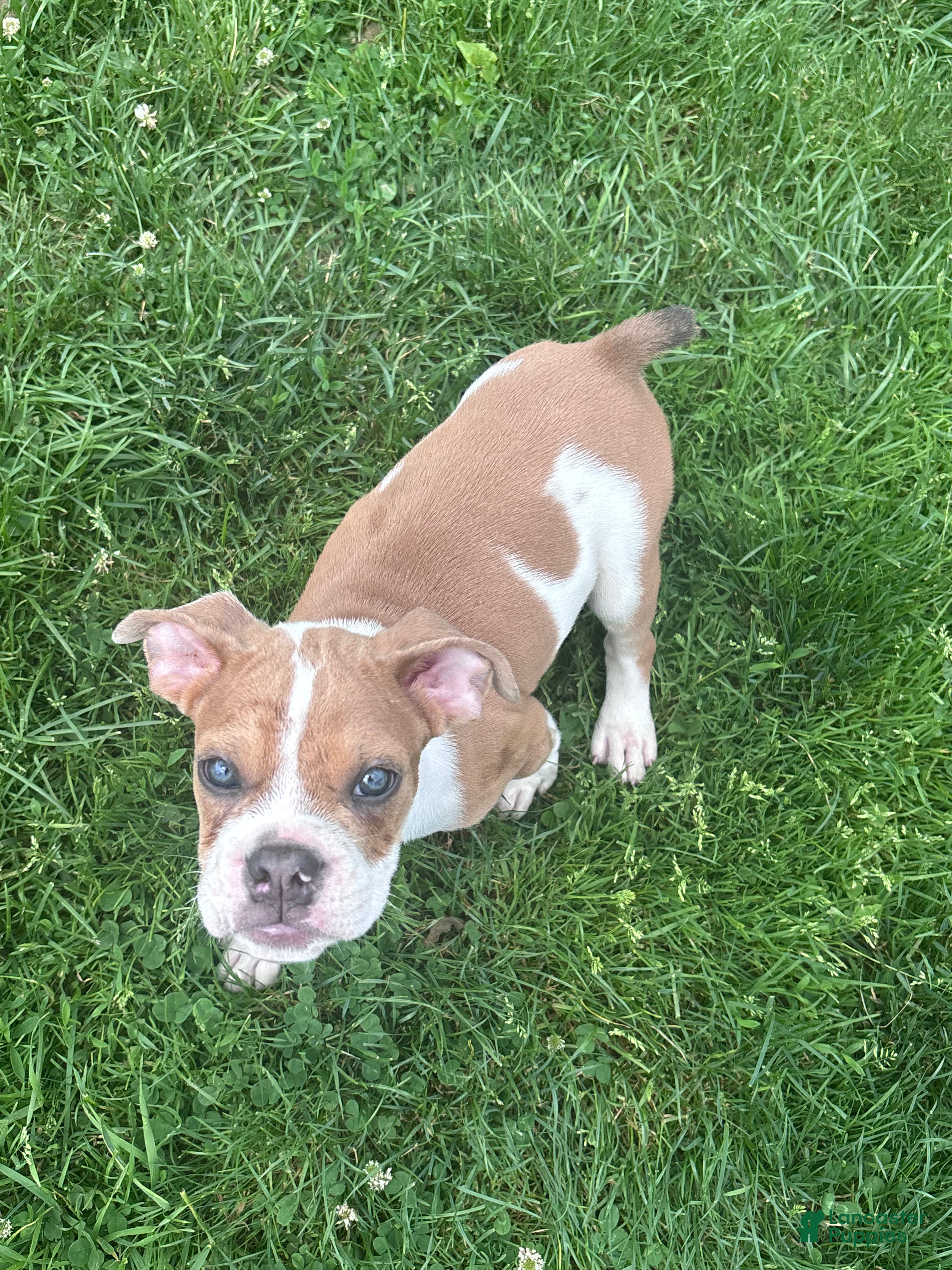 Olde English Bulldogge dogs Puppy 1 - Ad 38