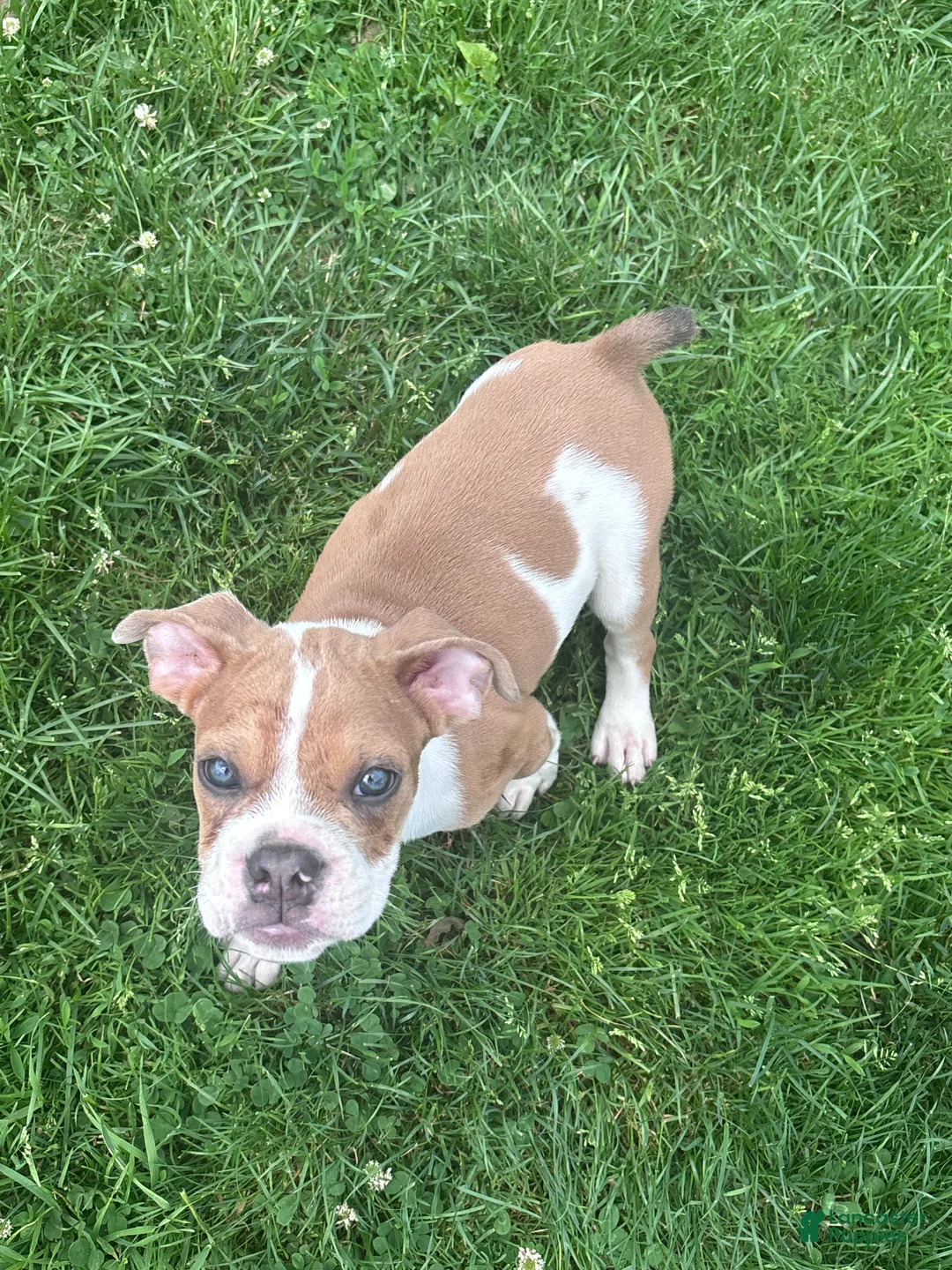 Olde English Bulldogge dogs for sale: Puppy 1 - Ad 1