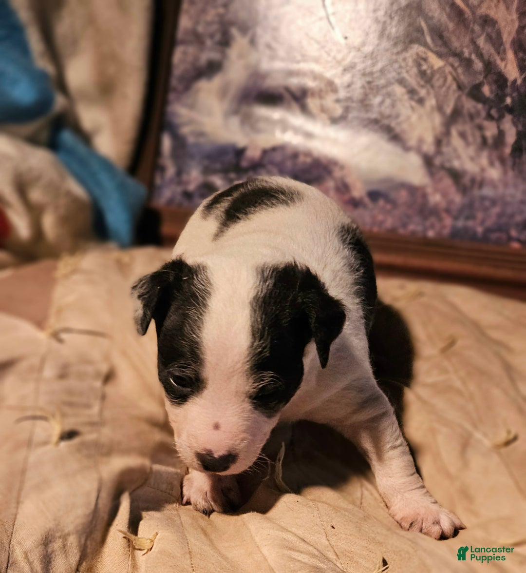 Chihuahua dogs for sale: Rocky - Ad 14